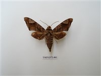 藏品(全緣缺角天蛾)的圖片